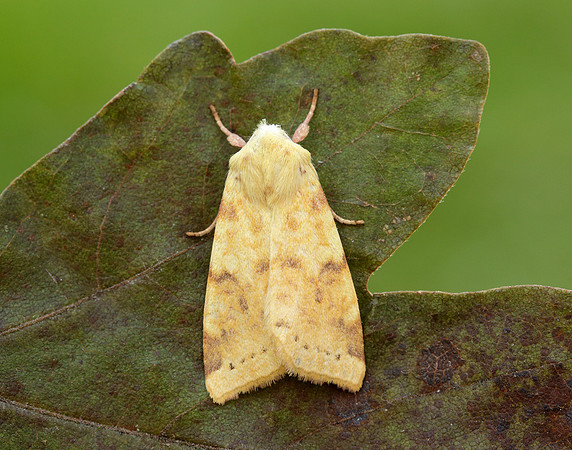 73.182 BF2274 Sallow Cirrhia icteritia