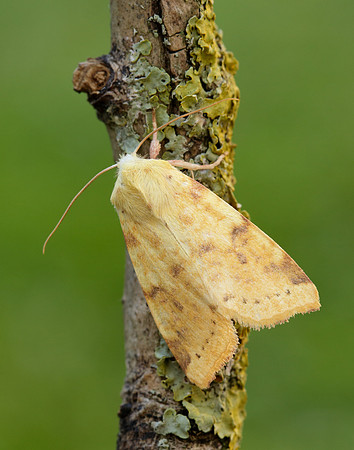 73.182 BF2274 Sallow Cirrhia icteritia