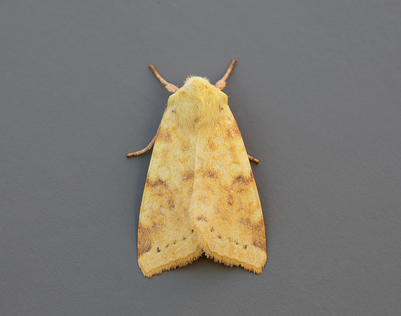 73.182 BF2274 Sallow Cirrhia icteritia