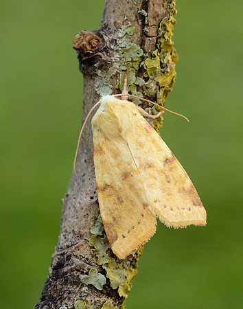 73.182 BF2274 Sallow Cirrhia icteritia