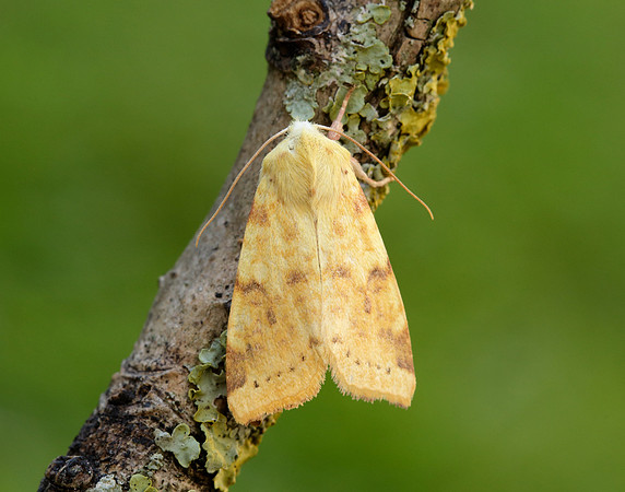 73.182 BF2274 Sallow Cirrhia icteritia