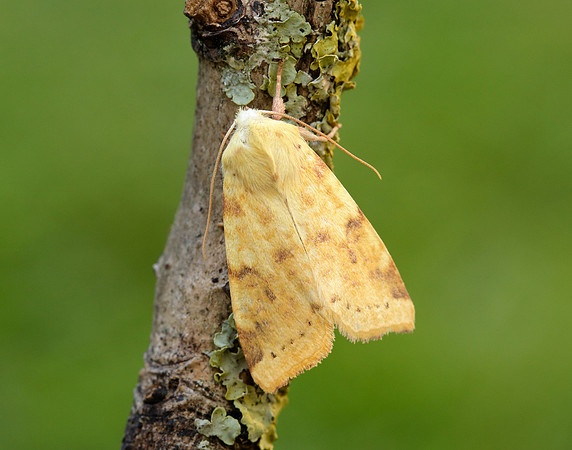 73.182 BF2274 Sallow Cirrhia icteritia