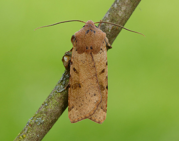 73.186 BF2267 Beaded Chestnut Agrochola lychnidis