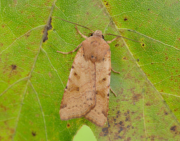 73.186 BF2267 Beaded Chestnut Agrochola lychnidis