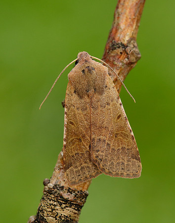 73.186 BF2267 Beaded Chestnut Agrochola lychnidis