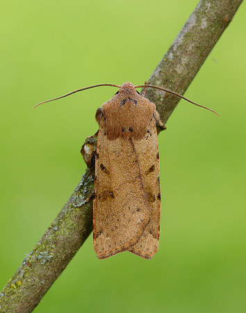 73.186 BF2267 Beaded Chestnut Agrochola lychnidis