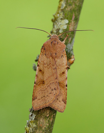 73.186 BF2267 Beaded Chestnut Agrochola lychnidis