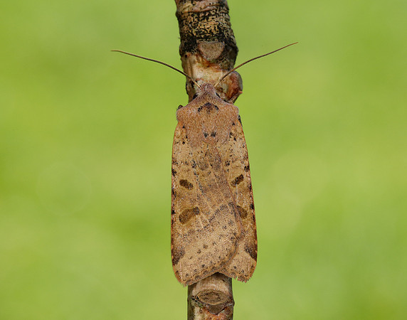 73.186 BF2267 Beaded Chestnut Agrochola lychnidis