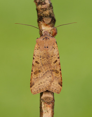 73.186 BF2267 Beaded Chestnut Agrochola lychnidis
