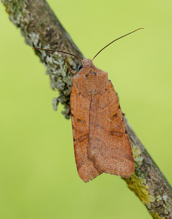 73.186 BF2267 Beaded Chestnut Agrochola lychnidis