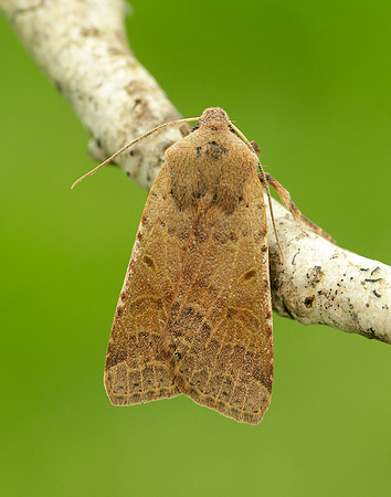 73.186 BF2267 Beaded Chestnut Agrochola lychnidis