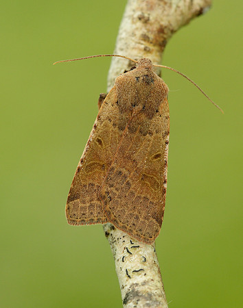73.186 BF2267 Beaded Chestnut Agrochola lychnidis