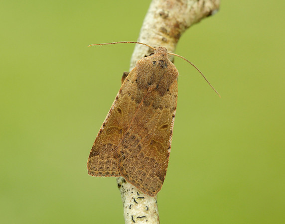 73.186 BF2267 Beaded Chestnut Agrochola lychnidis