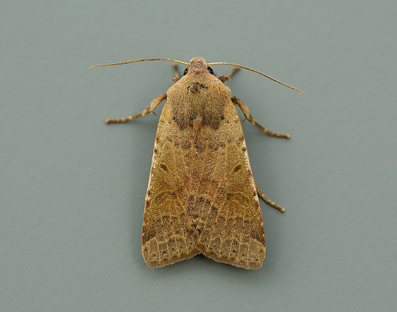 73.186 BF2267 Beaded Chestnut Agrochola lychnidis