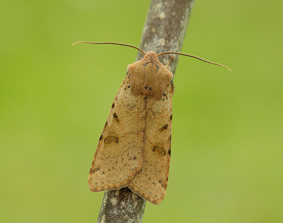 73.186 BF2267 Beaded Chestnut Agrochola lychnidis