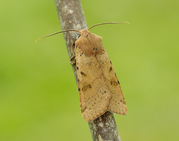 73.186 BF2267 Beaded Chestnut Agrochola lychnidis