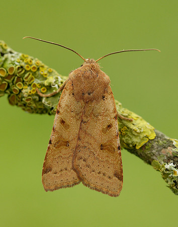 73.186 BF2267 Beaded Chestnut Agrochola lychnidis