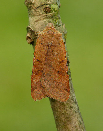 73.186 BF2267 Beaded Chestnut Agrochola lychnidis