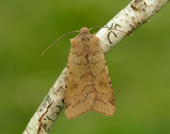73.186 BF2267 Beaded Chestnut Agrochola lychnidis
