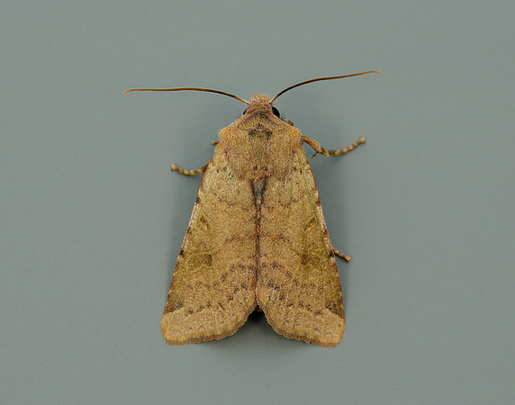 73.186 BF2267 Beaded Chestnut Agrochola lychnidis