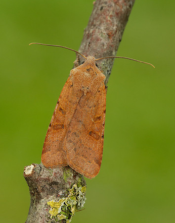 73.186 BF2267 Beaded Chestnut Agrochola lychnidis