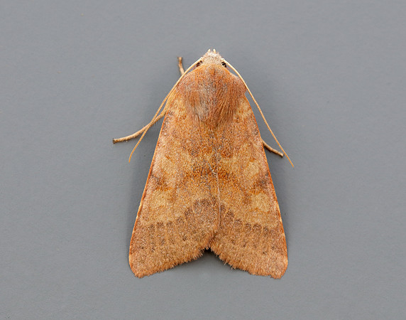 73.188 BF2265 Flounced Chestnut Agrochola helvola