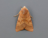 73.188 BF2265 Flounced Chestnut Agrochola helvola