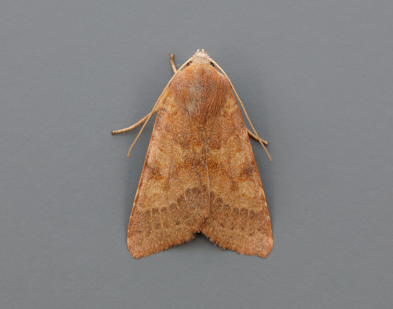 73.188 BF2265 Flounced Chestnut Agrochola helvola