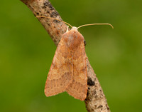 73.188 BF2265 Flounced Chestnut Agrochola helvola