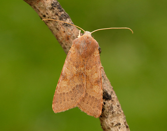 73.188 BF2265 Flounced Chestnut Agrochola helvola