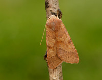 73.188 BF2265 Flounced Chestnut Agrochola helvola
