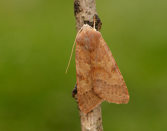 73.188 BF2265 Flounced Chestnut Agrochola helvola