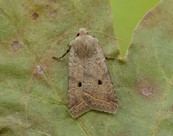 73.189 BF2263 Red-line Quaker Agrochola lota