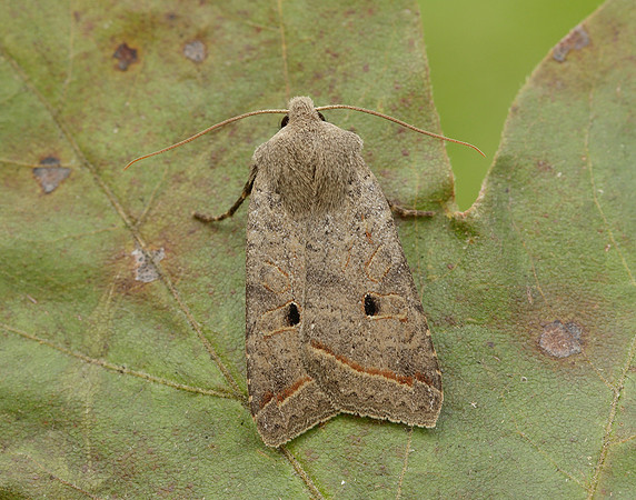 73.189 BF2263 Red-line Quaker Agrochola lota