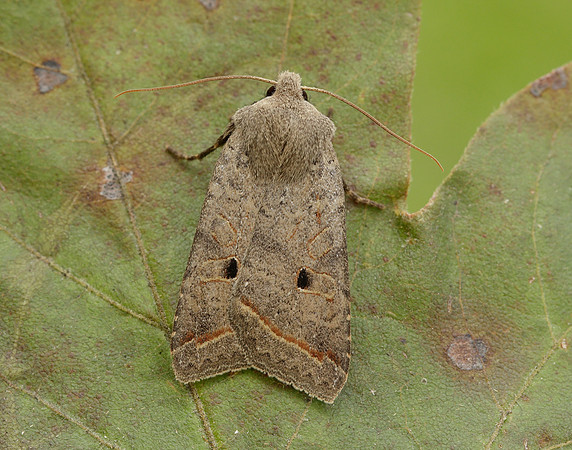 73.189 BF2263 Red-line Quaker Agrochola lota