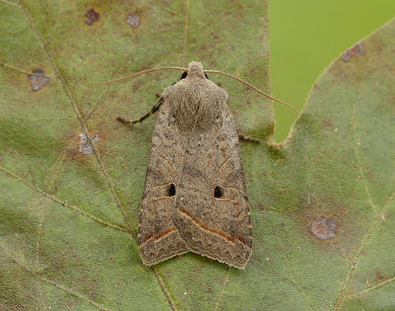 73.189 BF2263 Red-line Quaker Agrochola lota