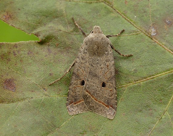 73.189 BF2263 Red-line Quaker Agrochola lota