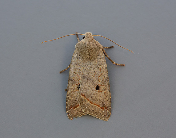 73.189 BF2263 Red-line Quaker Agrochola lota