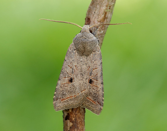 73.189 BF2263 Red-line Quaker Agrochola lota