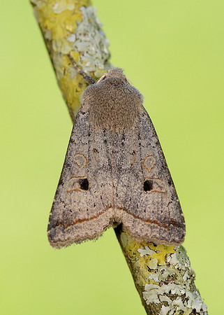 73.189 BF2263 Red-line Quaker Agrochola lota