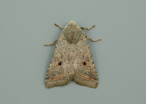 73.189 BF2263 Red-line Quaker Agrochola lota