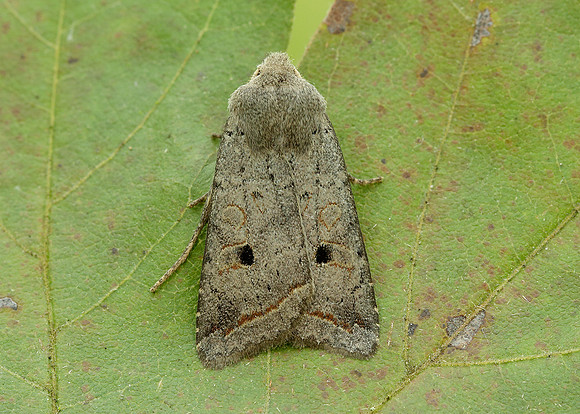 73.189 BF2263 Red-line Quaker Agrochola lota