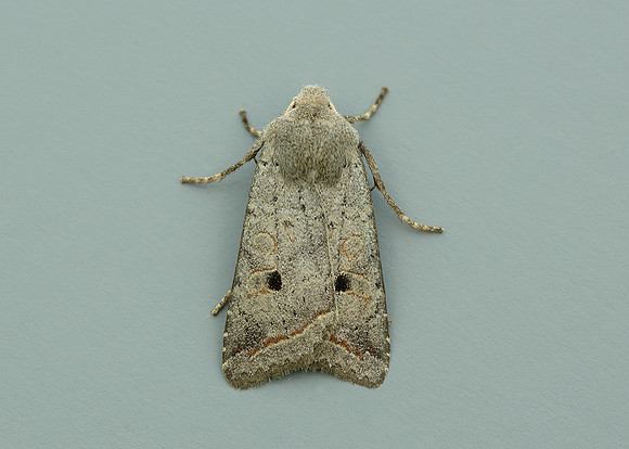 73.189 BF2263 Red-line Quaker Agrochola lota