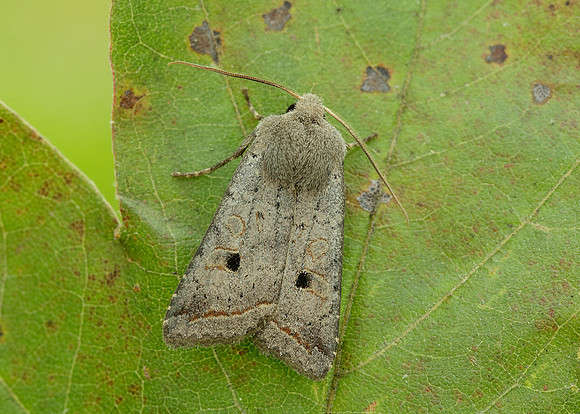73.189 BF2263 Red-line Quaker Agrochola lota