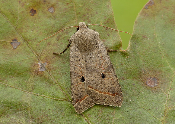 73.189 BF2263 Red-line Quaker Agrochola lota