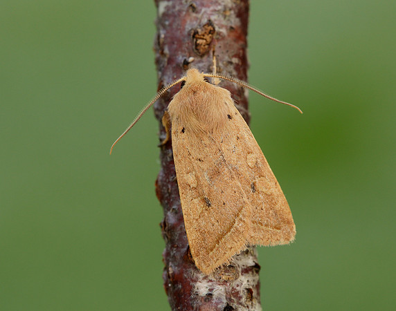 73.190 BF2264 Yellow-line Quaker Agrochola macilenta