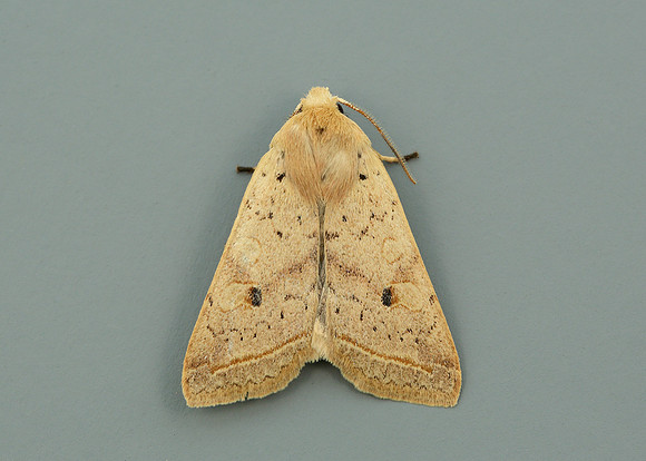 73.190 BF2264 Yellow-line Quaker Agrochola macilenta