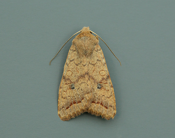 73.192 BF2262 Brick Agrochola circellaris