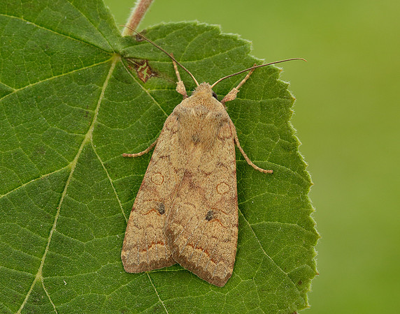 73.192 BF2262 Brick Agrochola circellaris