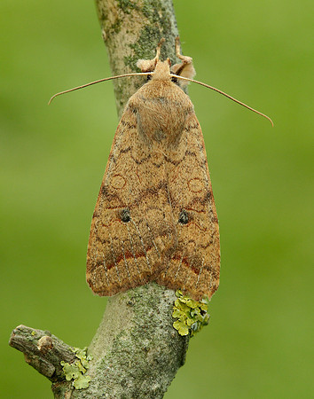 73.192 BF2262 Brick Agrochola circellaris